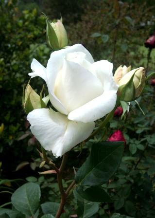 Rosa 1
